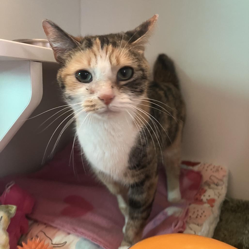 Daphne, Adoptable, Adult Female Domestic Short Hair.