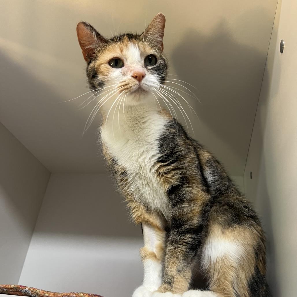 Enlarge Daphne, a Adoptable Domestic Short Hair in Waynesville, NC image 2/5