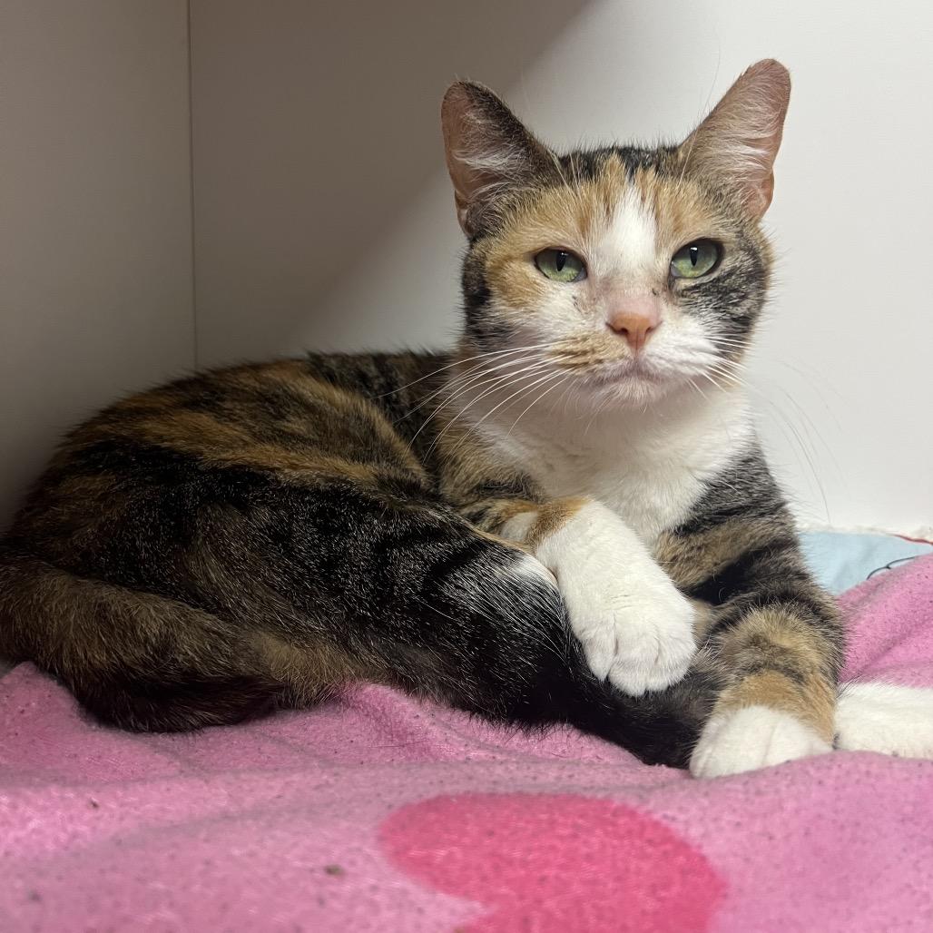 Enlarge Daphne, a Adoptable Domestic Short Hair in Waynesville, NC image 3/5
