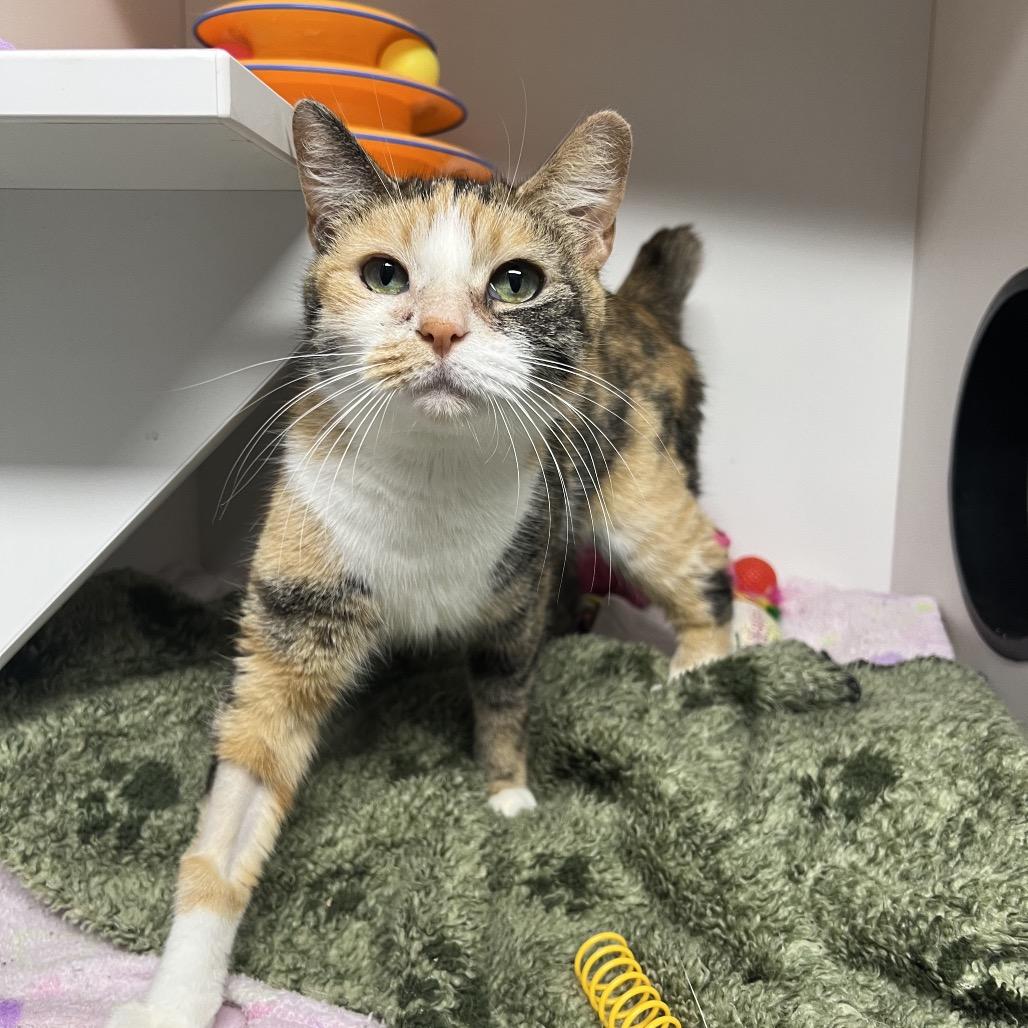 Enlarge Daphne, a Adoptable Domestic Short Hair in Waynesville, NC image 4/5