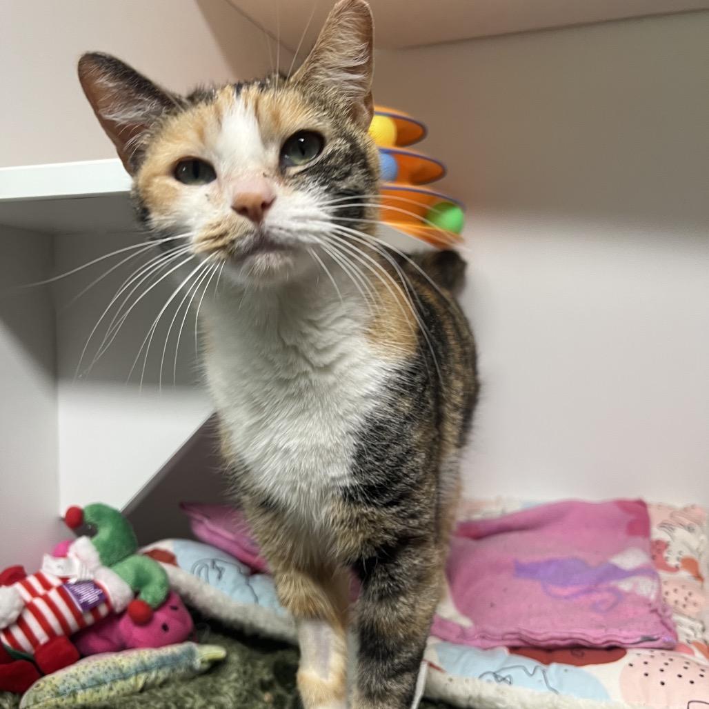 Enlarge Daphne, a Adoptable Domestic Short Hair in Waynesville, NC image 5/5