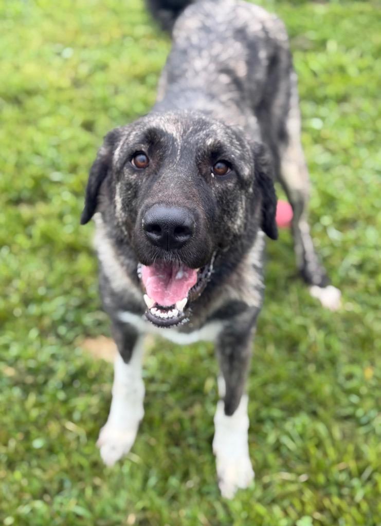 Giza, Adoptable, Young Female Anatolian Shepherd.