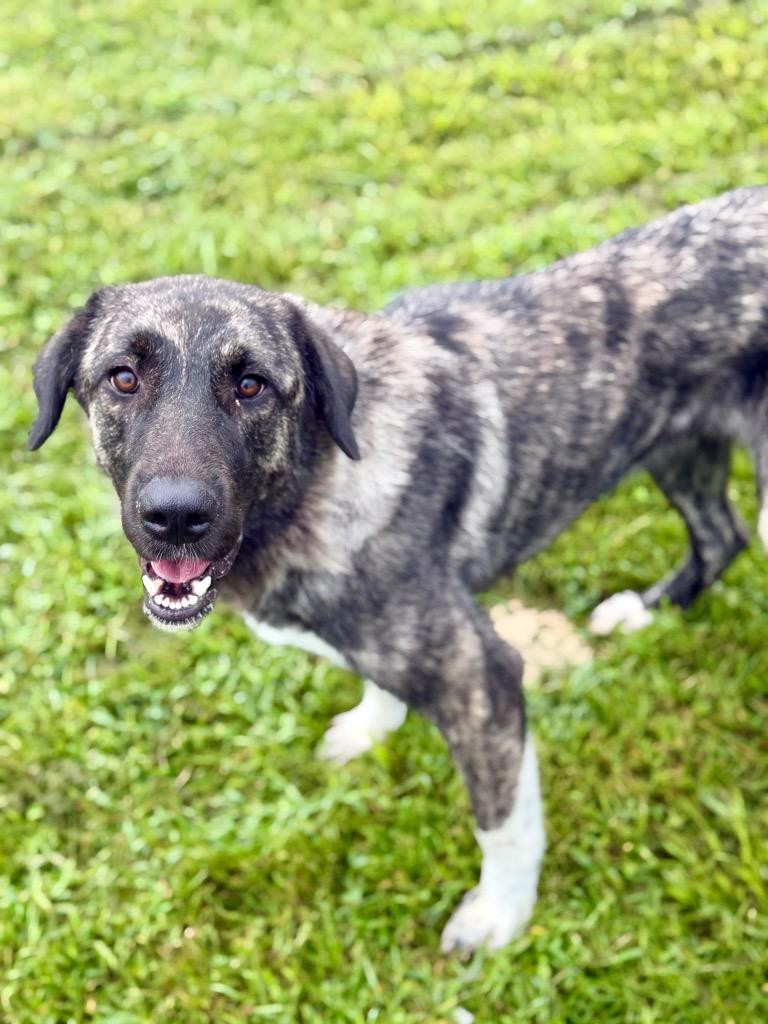 Giza, a Adoptable mixed breed in Hopkinsville, KY image 2/5