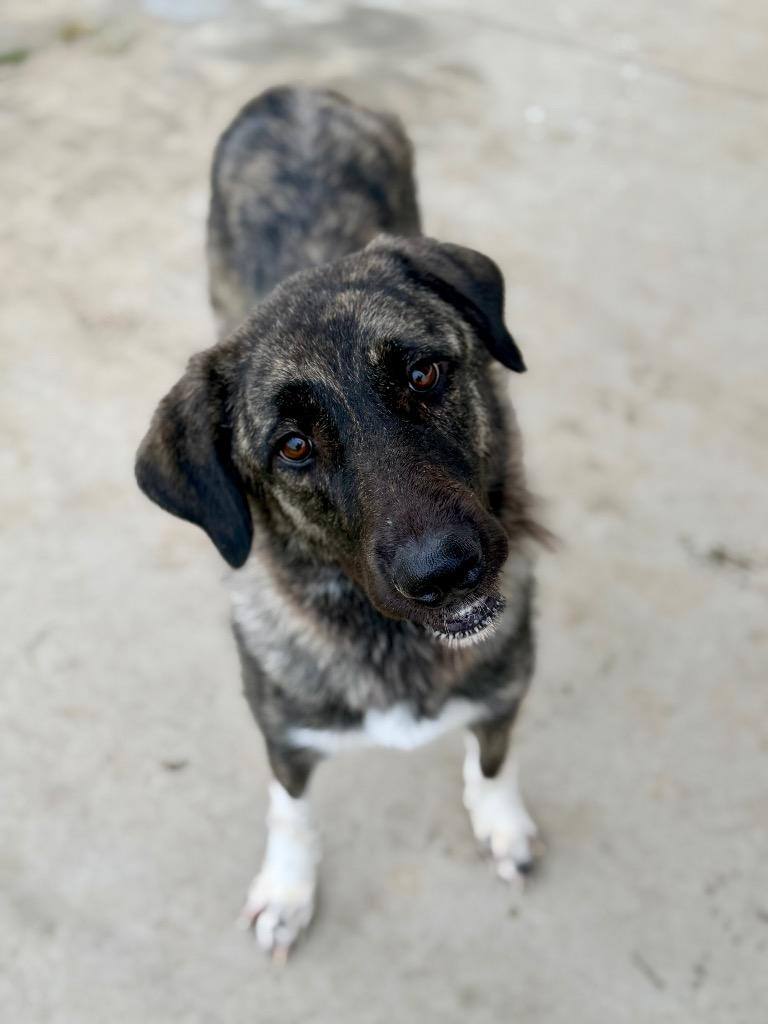 Giza, a Adoptable mixed breed in Hopkinsville, KY image 3/5