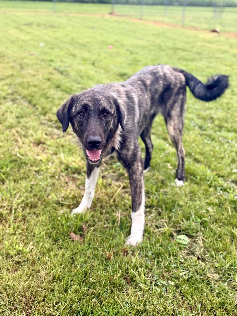 Giza, a Adoptable mixed breed in Hopkinsville, KY image 4/5
