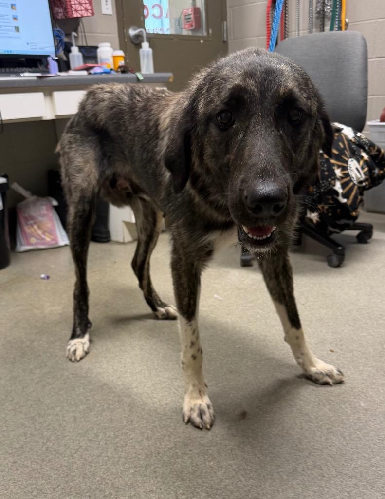 Enlarge Giza, a Adoptable mixed breed in Hopkinsville, KY image 1/1