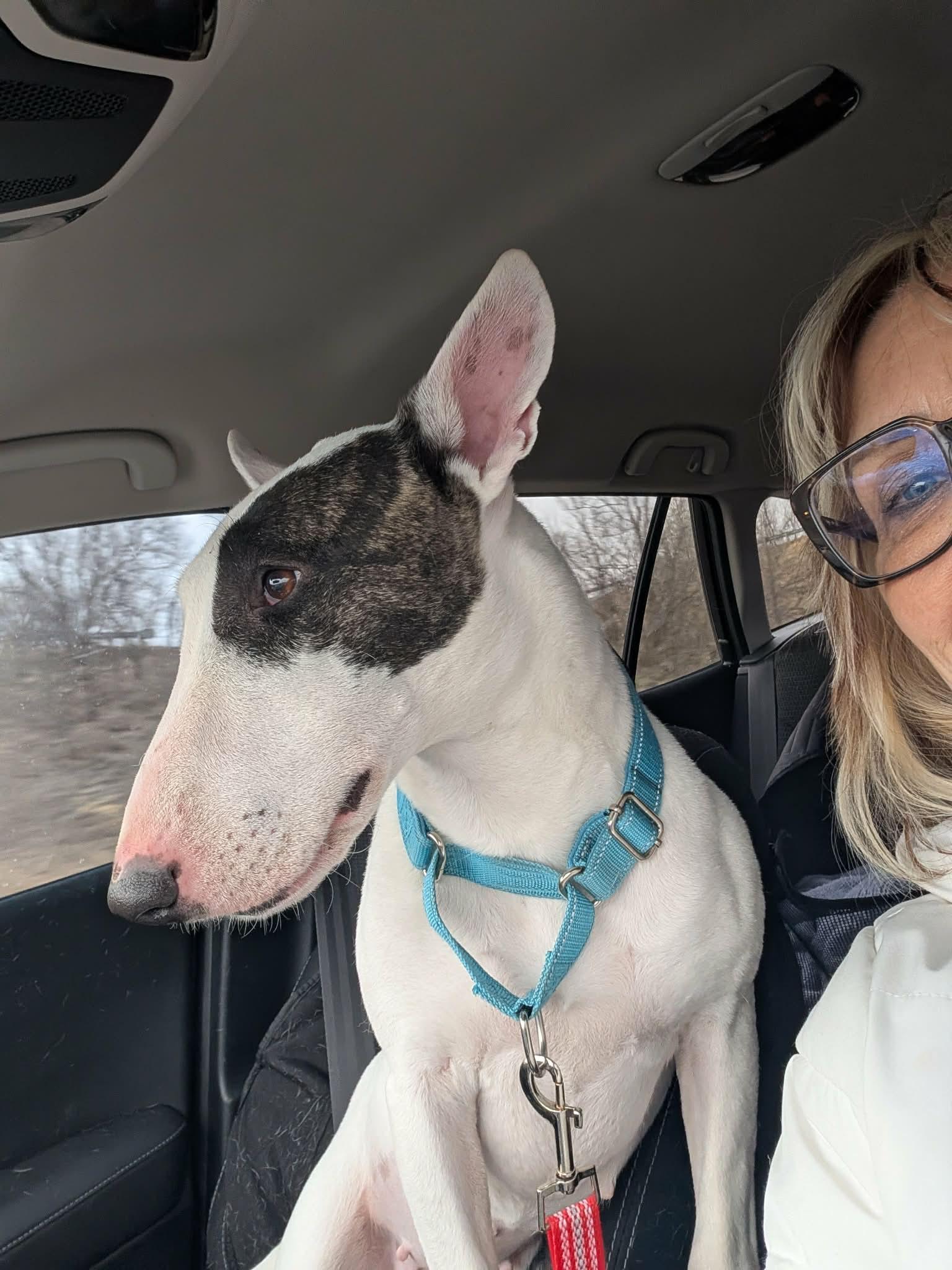 26-009 Lola aka Lollypup, Adoptable, Adult Female Bull Terrier.