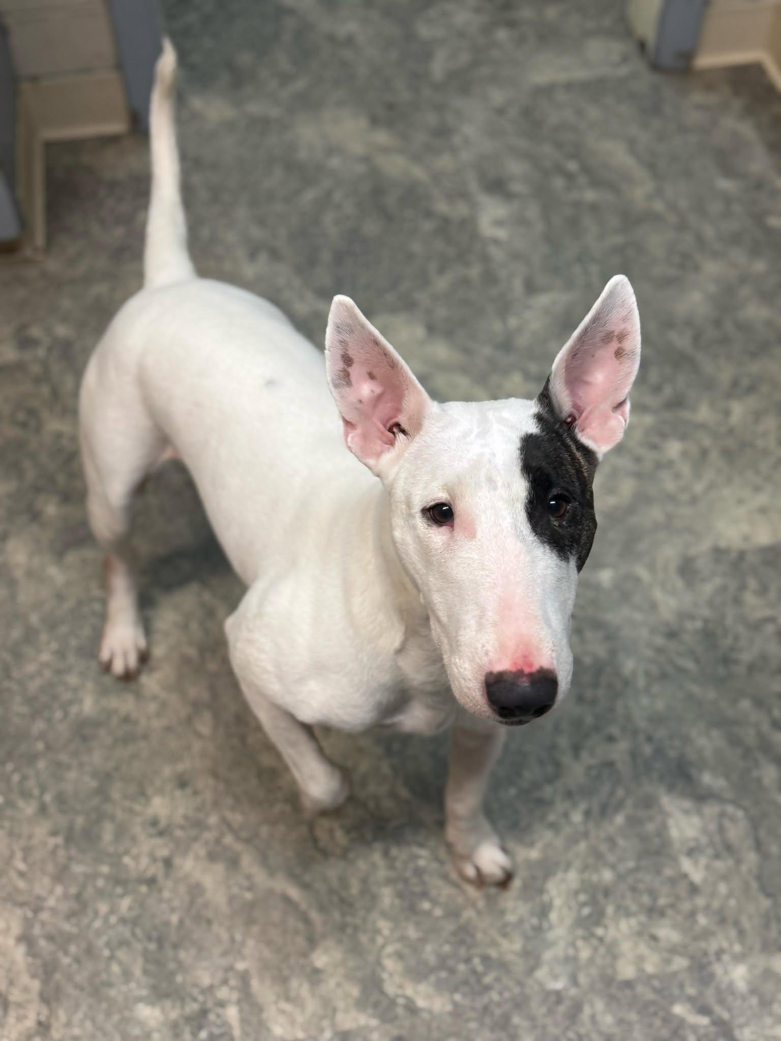 Enlarge 26-009 Lola aka Lollypup, a Adoptable Bull Terrier in New York, NY image 3/6