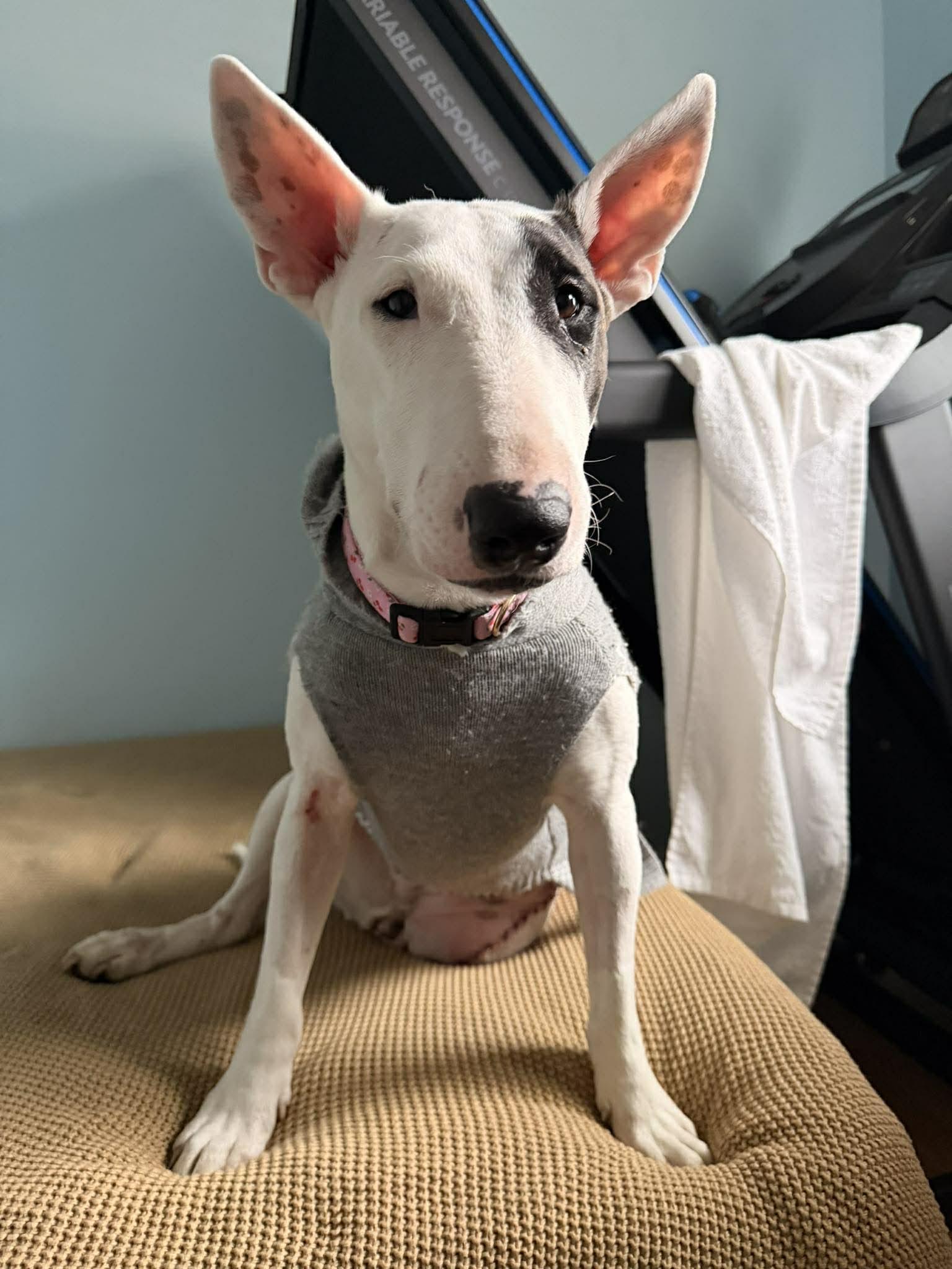 Enlarge 26-009 Lola aka Lollypup, a Adoptable Bull Terrier in New York, NY image 4/6