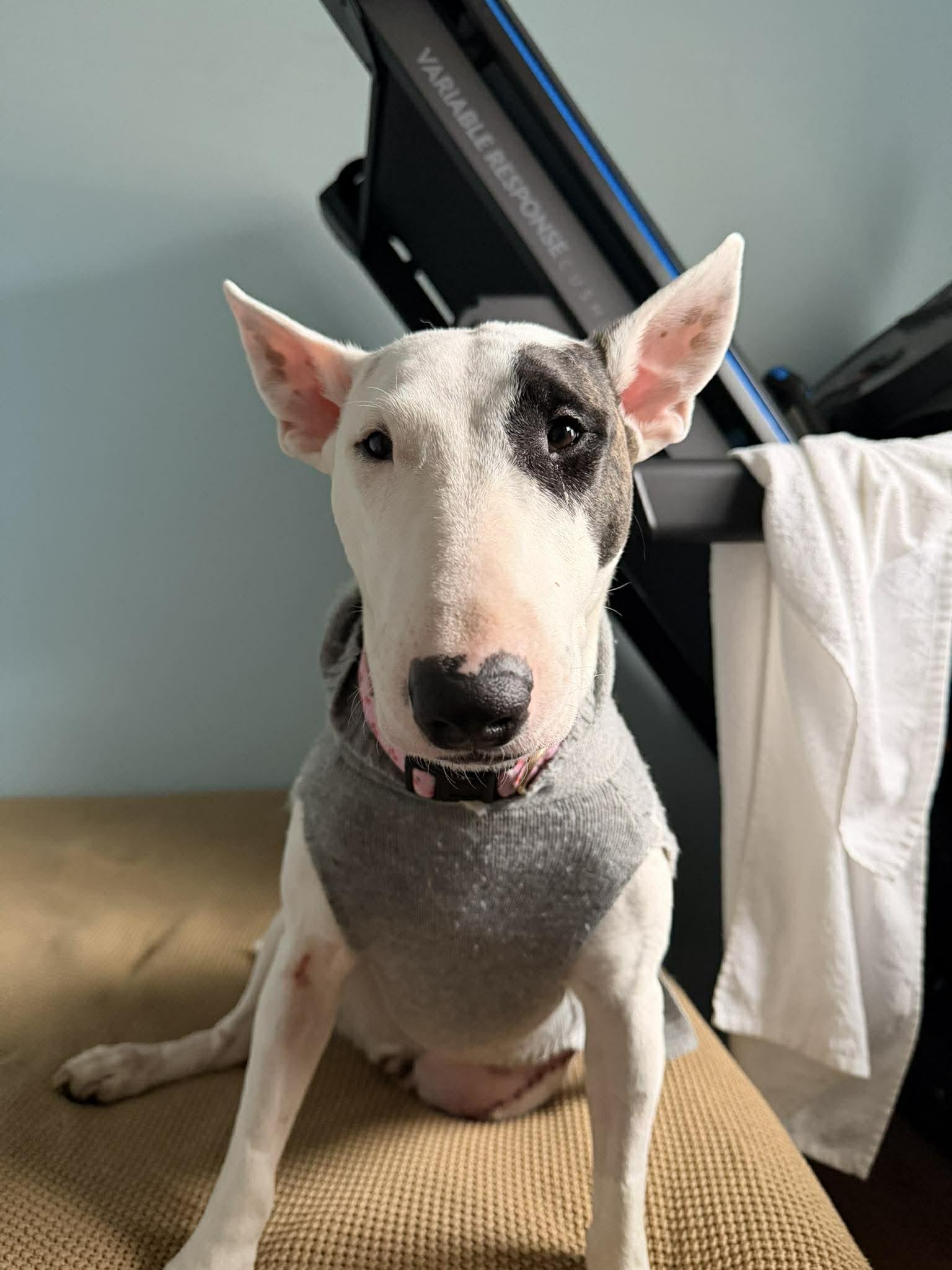 Enlarge 26-009 Lola aka Lollypup, a Adoptable Bull Terrier in New York, NY image 5/6