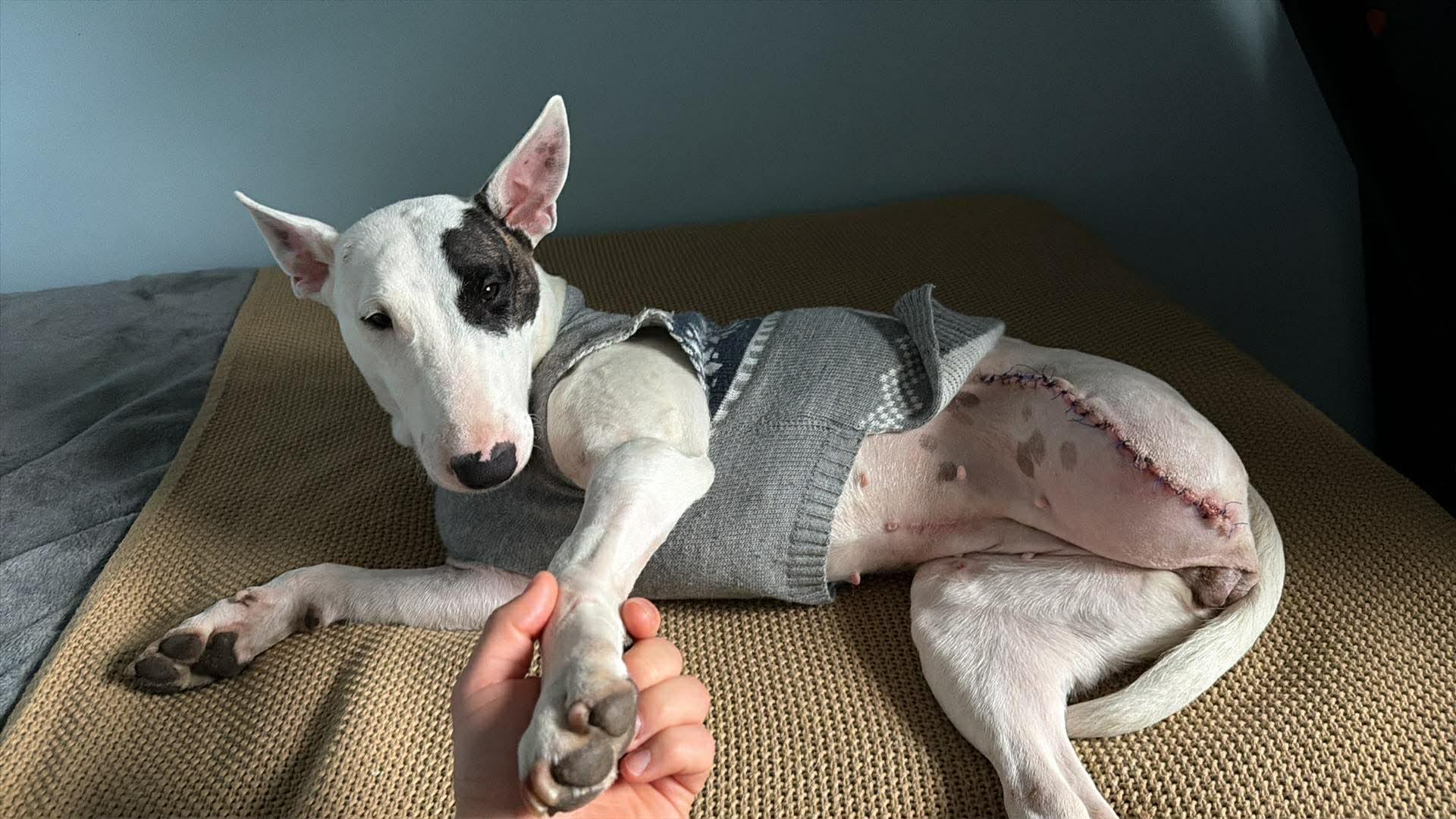 Enlarge 26-009 Lola aka Lollypup, a Adoptable Bull Terrier in New York, NY image 6/6