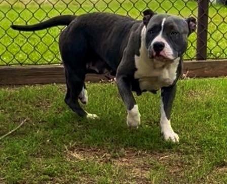 Enlarge BRITTNEY, a Adoptable Pit Bull Terrier in Appling, GA image 1/1