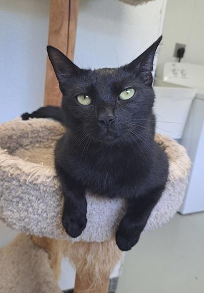 Enlarge Jay, a Adoptable mixed breed in Manning, SC image 1/1