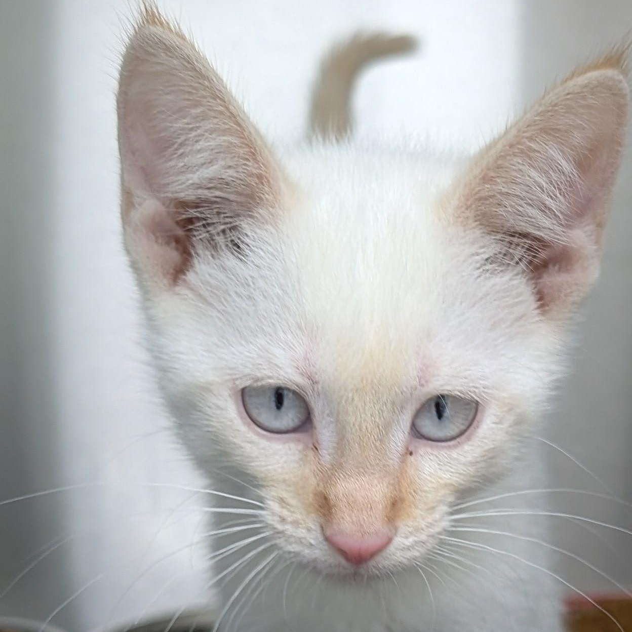 Kindle, adopted, Kitten Female Siamese.