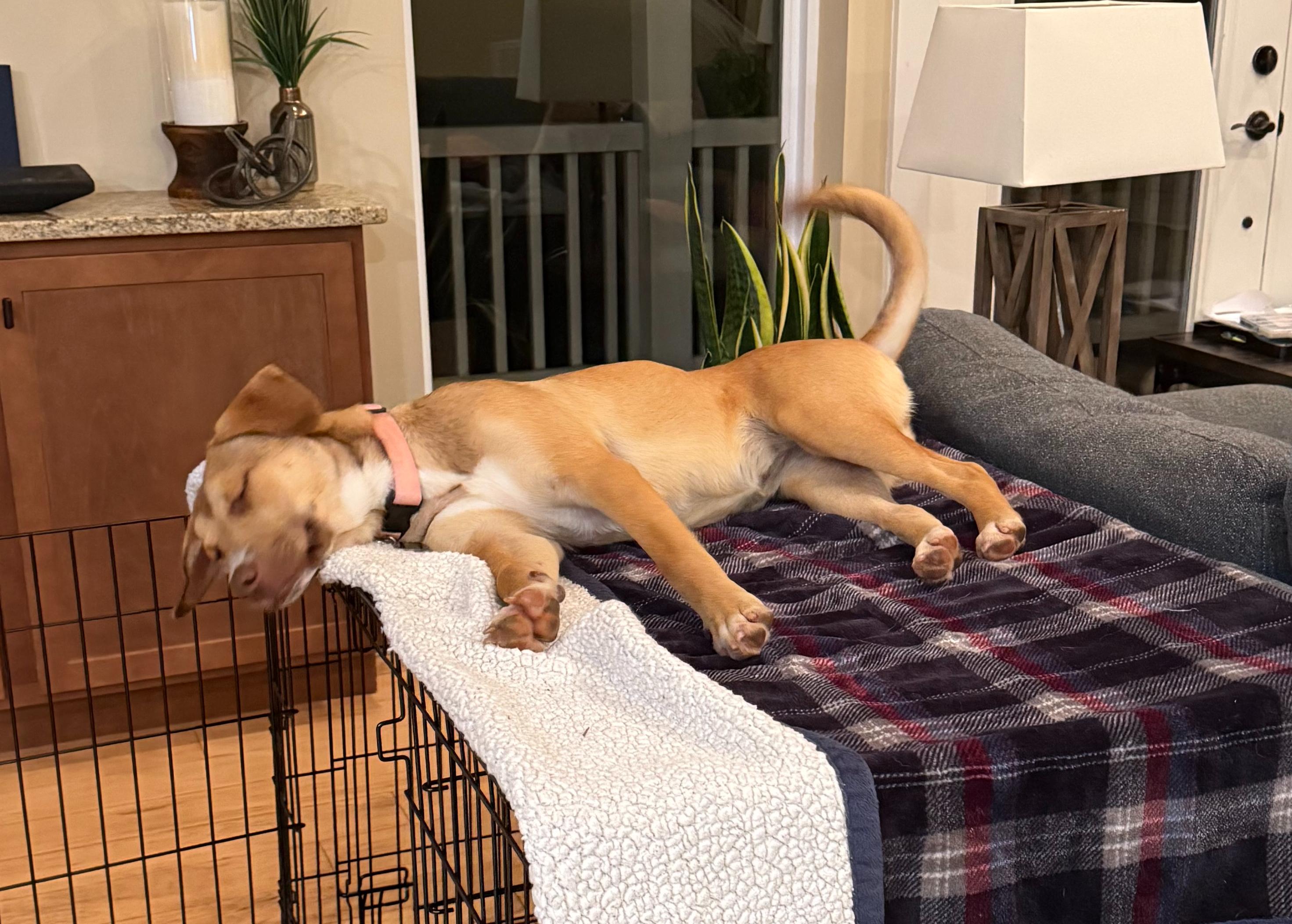Enlarge Butter, a Adoptable mixed breed in Maiden, NC image 6/6