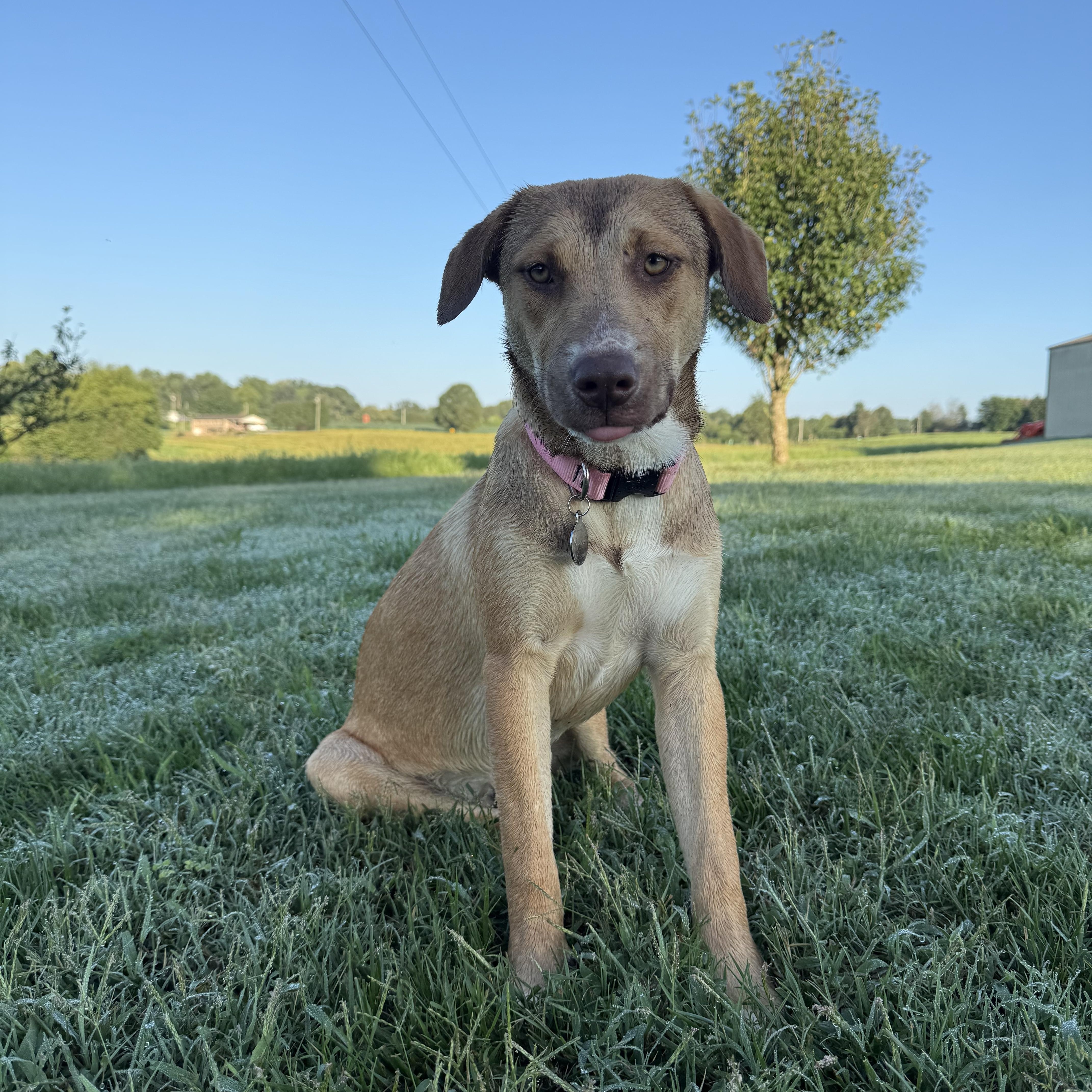 Butter, Adoptable, Young Female Mixed Breed.