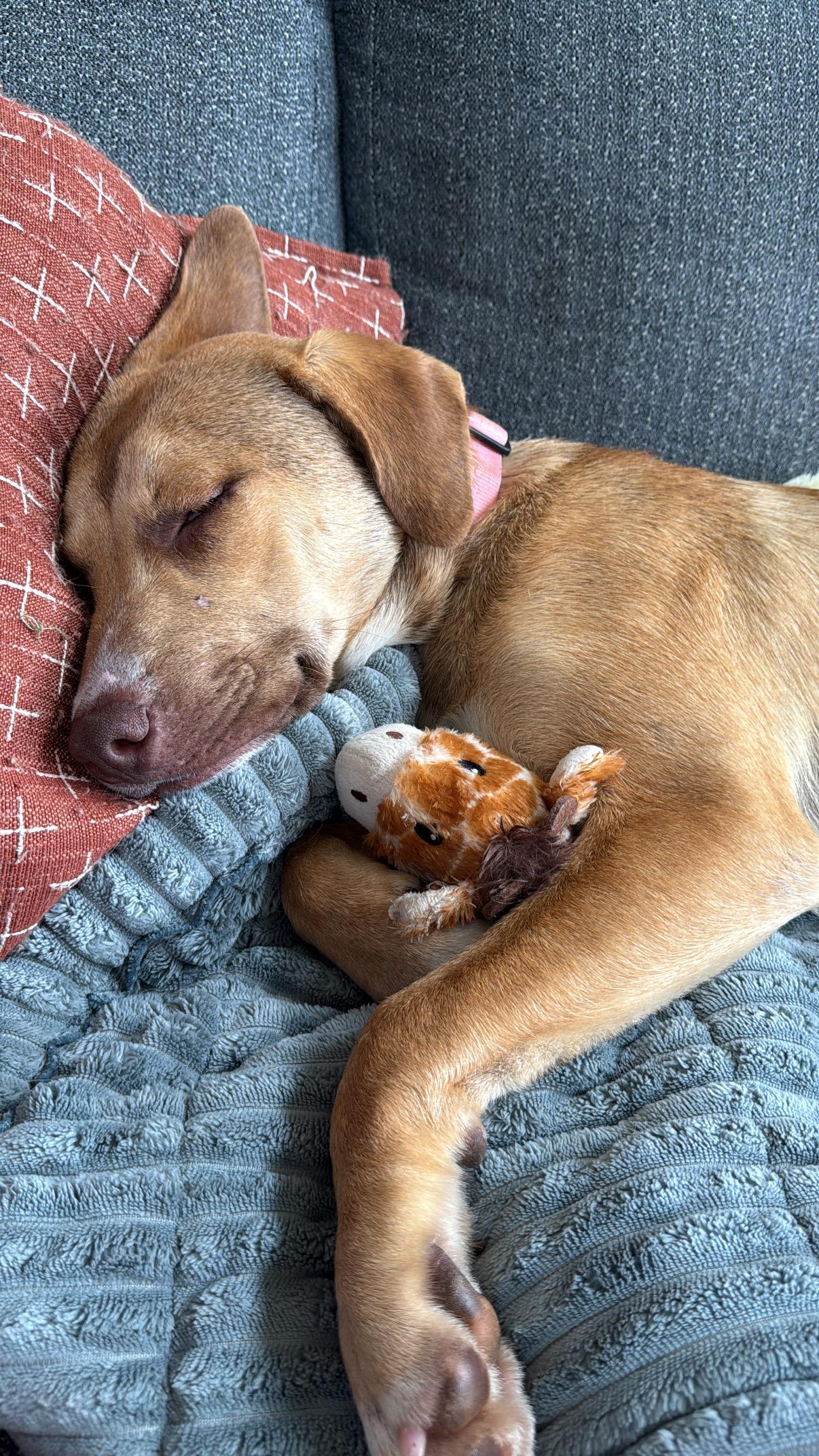 Enlarge Butter, a Adoptable mixed breed in Maiden, NC image 2/6