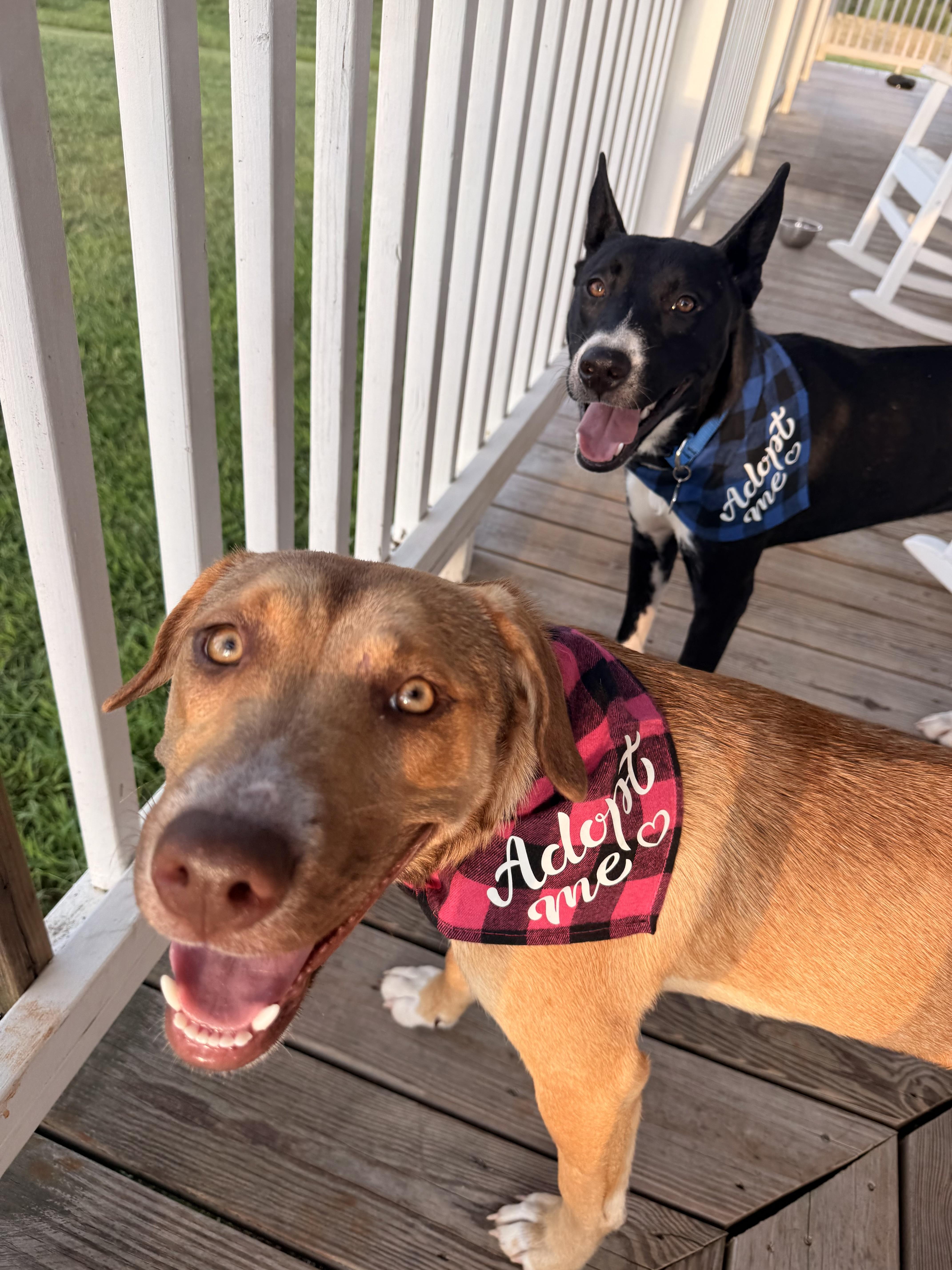 Enlarge Butter, a Adoptable mixed breed in Maiden, NC image 3/6