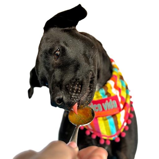 Enlarge ESPRESSO, a Adopted mixed breed in San Diego, CA image 3/6