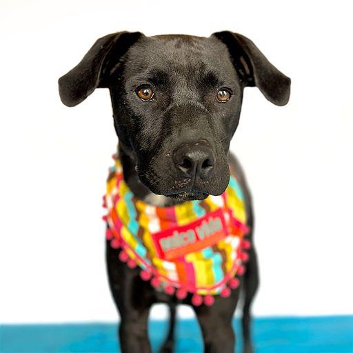 Enlarge ESPRESSO, a Adopted mixed breed in San Diego, CA image 1/6