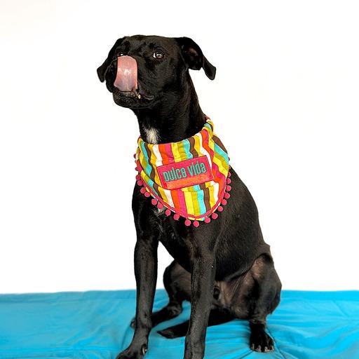 Enlarge ESPRESSO, a Adopted mixed breed in San Diego, CA image 4/6