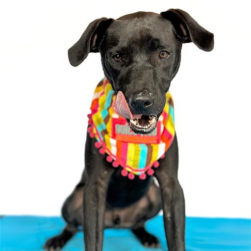 Enlarge ESPRESSO, a Adopted mixed breed in San Diego, CA image 5/6