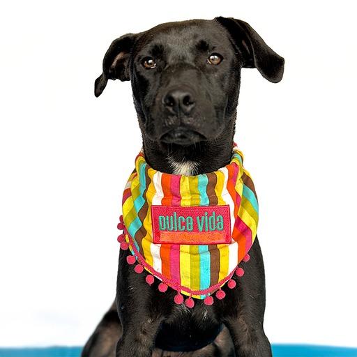 Enlarge ESPRESSO, a Adopted mixed breed in San Diego, CA image 6/6