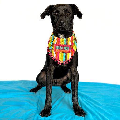 Enlarge ESPRESSO, a Adopted mixed breed in San Diego, CA image 2/6