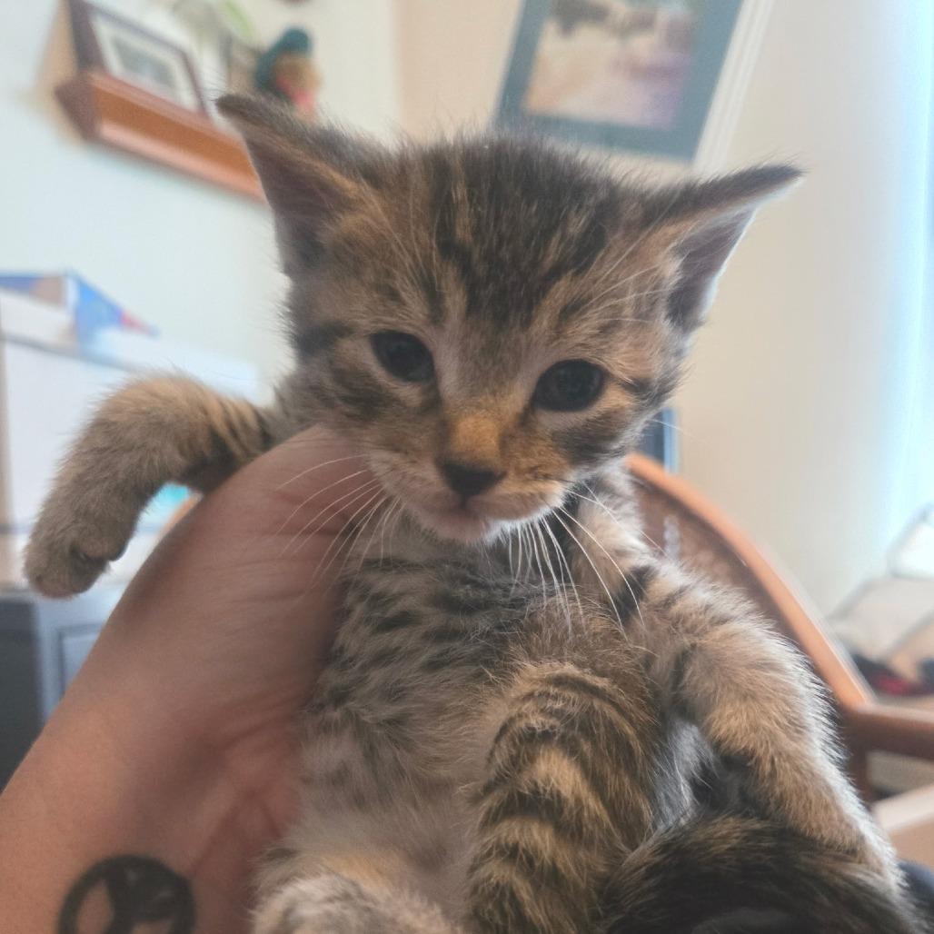 Smokey, Adoptable, Kitten Male American Shorthair.