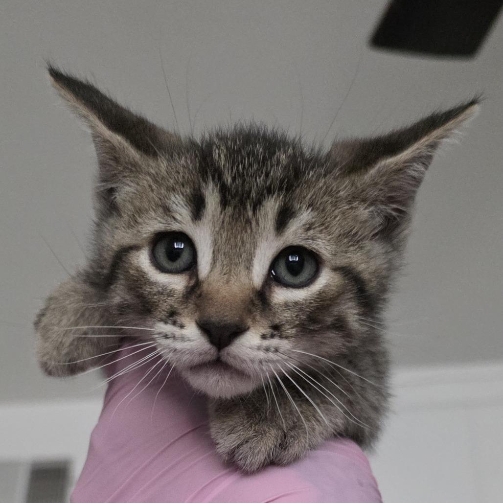 Enlarge Smokey, a Adoptable American Shorthair in Calimesa, CA image 2/2