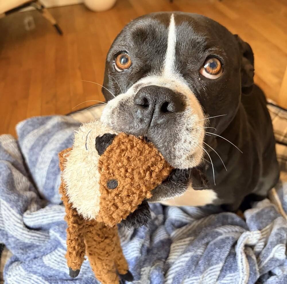 Gemma - AVAILABLE, Adoptable, Adult Female Pit Bull Terrier & American Bulldog.