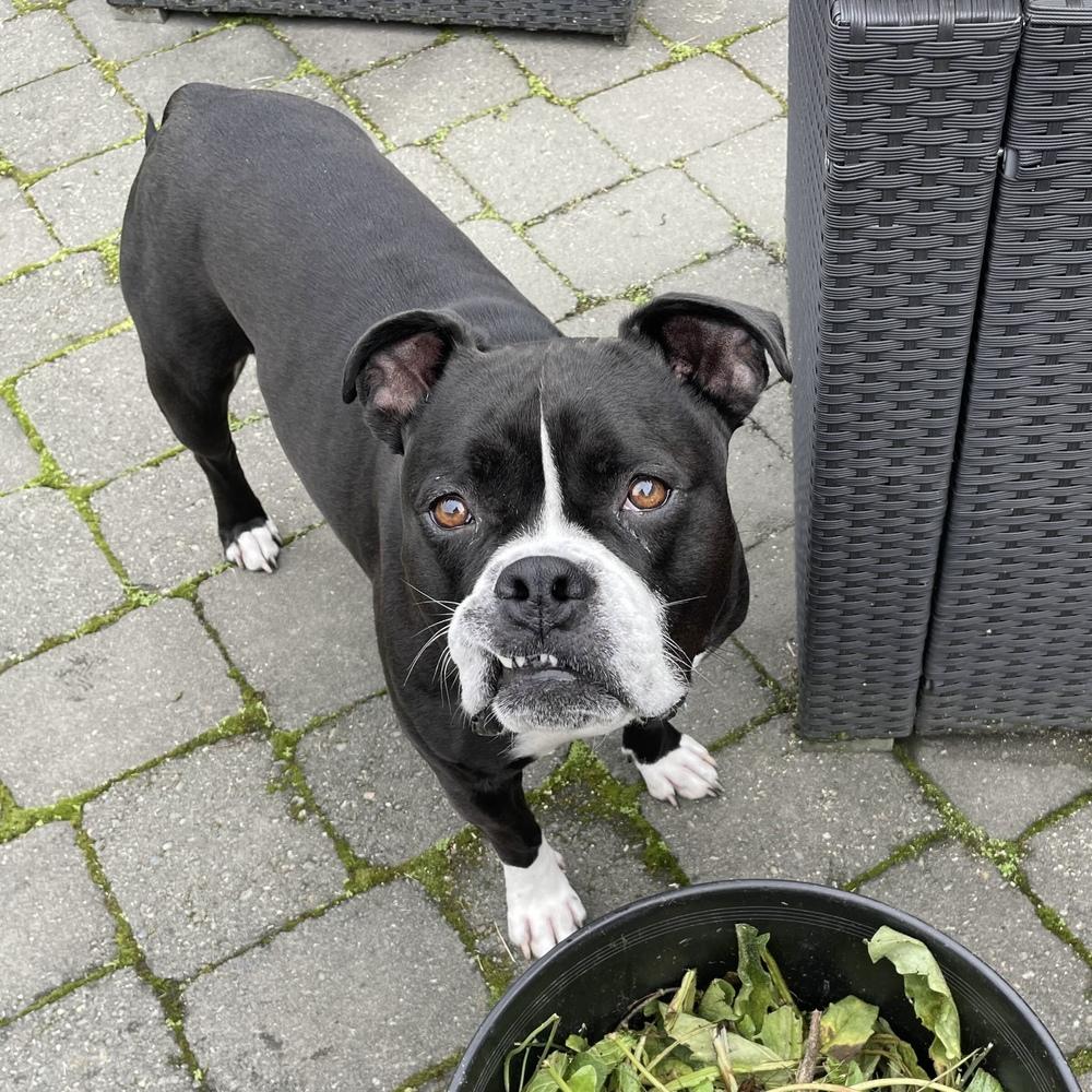 Enlarge Gemma - AVAILABLE, a Adoptable mixed breed in Seattle, WA image 1/6