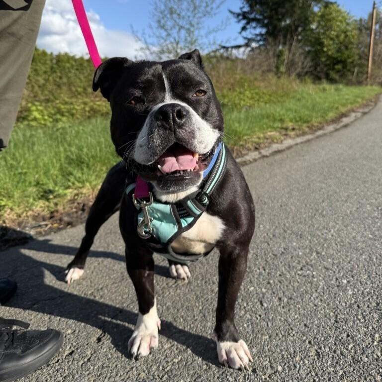 Enlarge Gemma - AVAILABLE, a Adoptable mixed breed in Seattle, WA image 2/6
