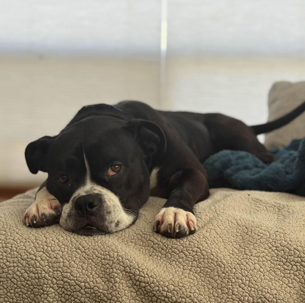 Enlarge Gemma - AVAILABLE, a Adoptable mixed breed in Seattle, WA image 3/6
