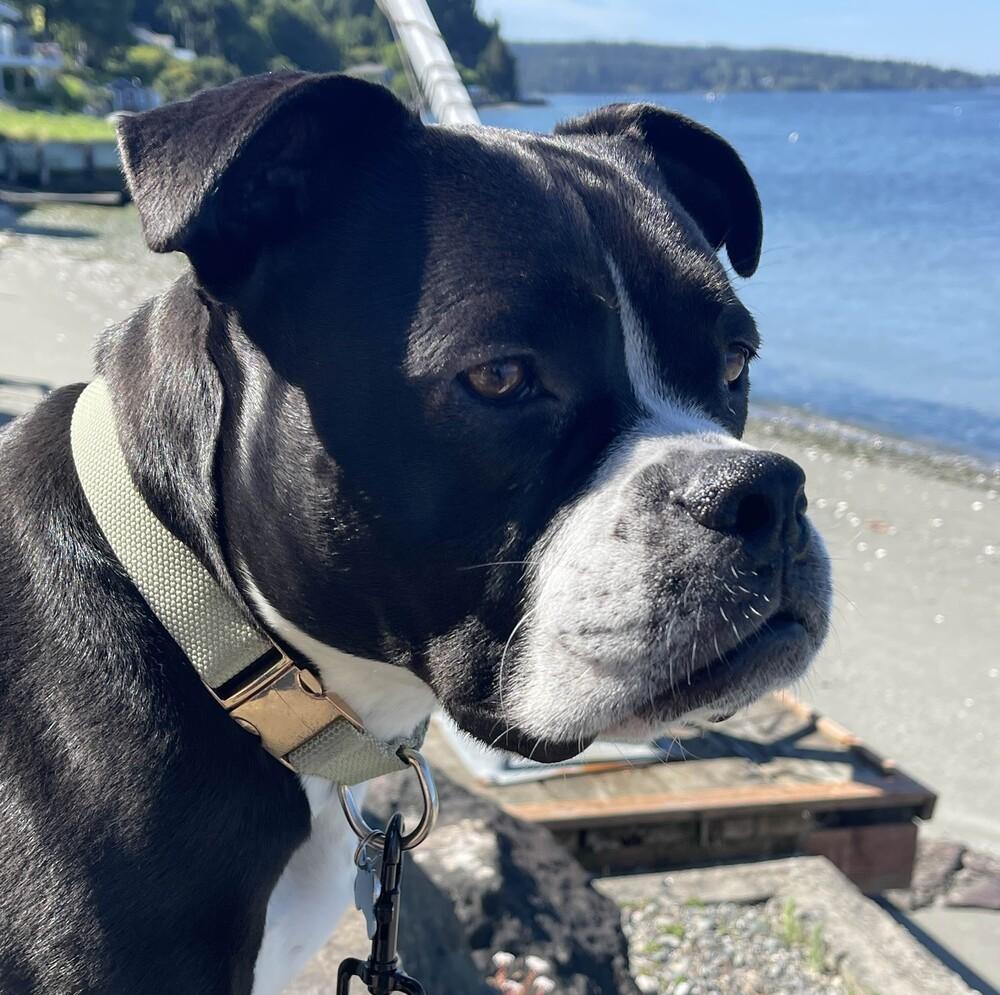 Enlarge Gemma - AVAILABLE, a Adoptable mixed breed in Seattle, WA image 5/6