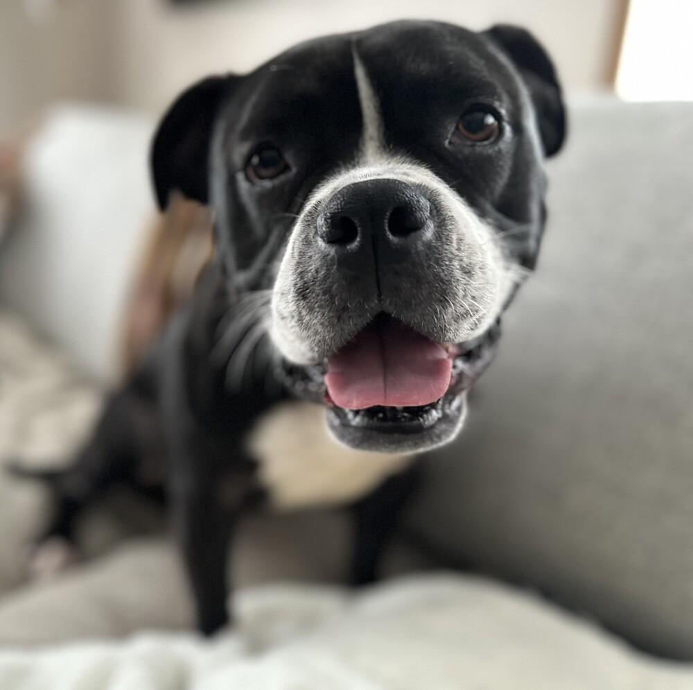 Enlarge Gemma - AVAILABLE, a Adoptable mixed breed in Seattle, WA image 6/6