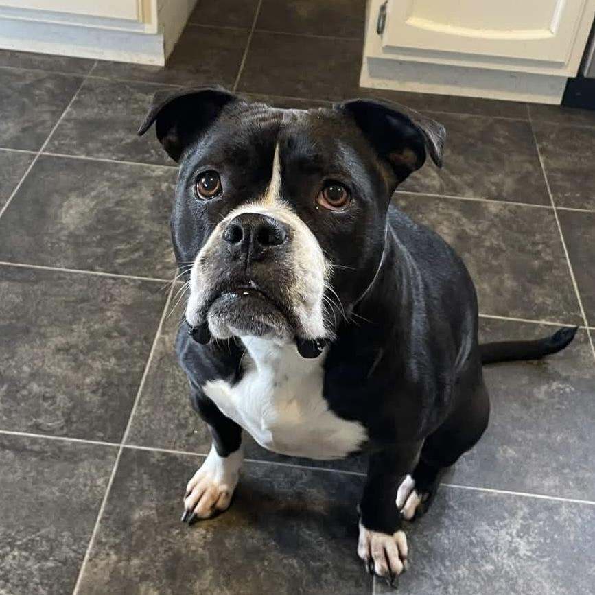 Enlarge Gemma - AVAILABLE, a Adoptable mixed breed in Seattle, WA image 6/6