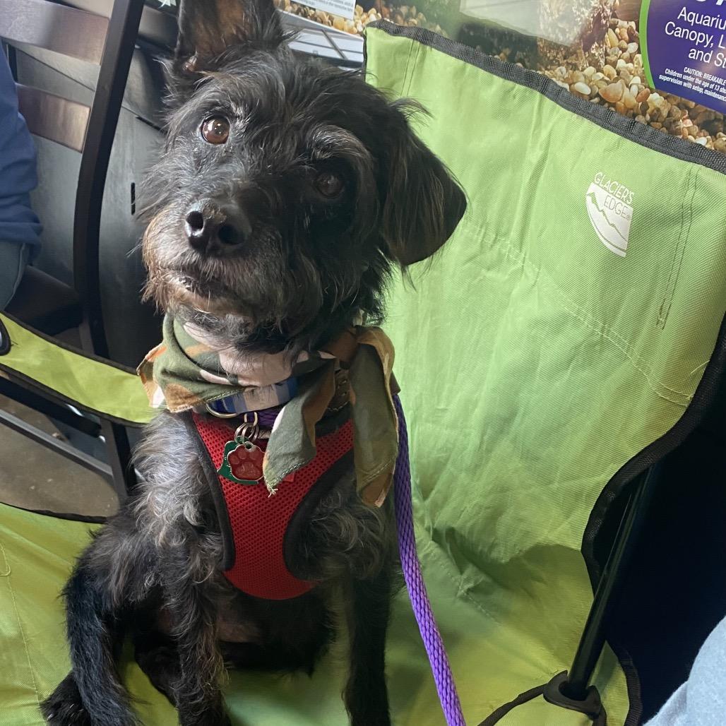 Jango (Dallas), a Adoptable mixed breed in Houston, TX image 1/4