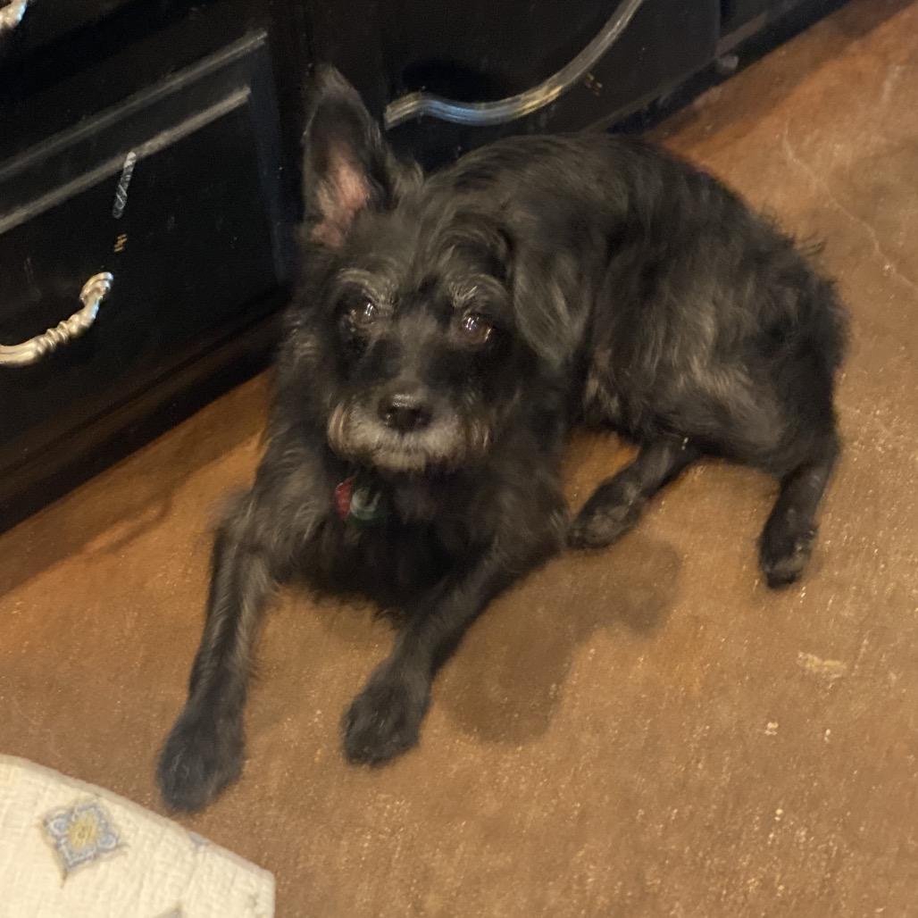 Jango (Dallas), a Adoptable mixed breed in Houston, TX image 2/4