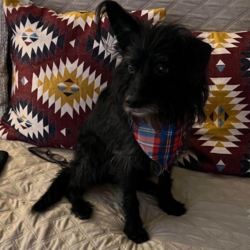 Jango (Dallas), Adoptable, Senior Male Scottish Terrier & Mixed Breed.