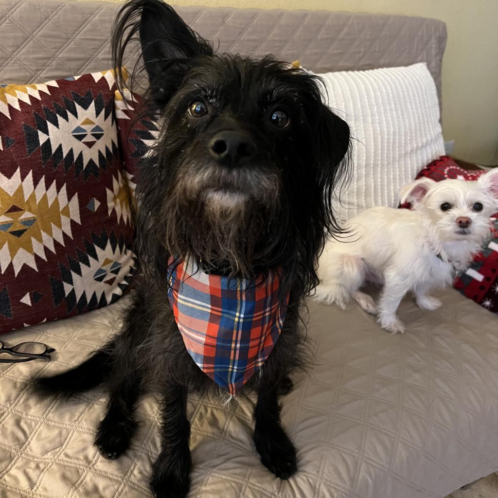 Jango (Dallas), a Adoptable mixed breed in Houston, TX image 4/4