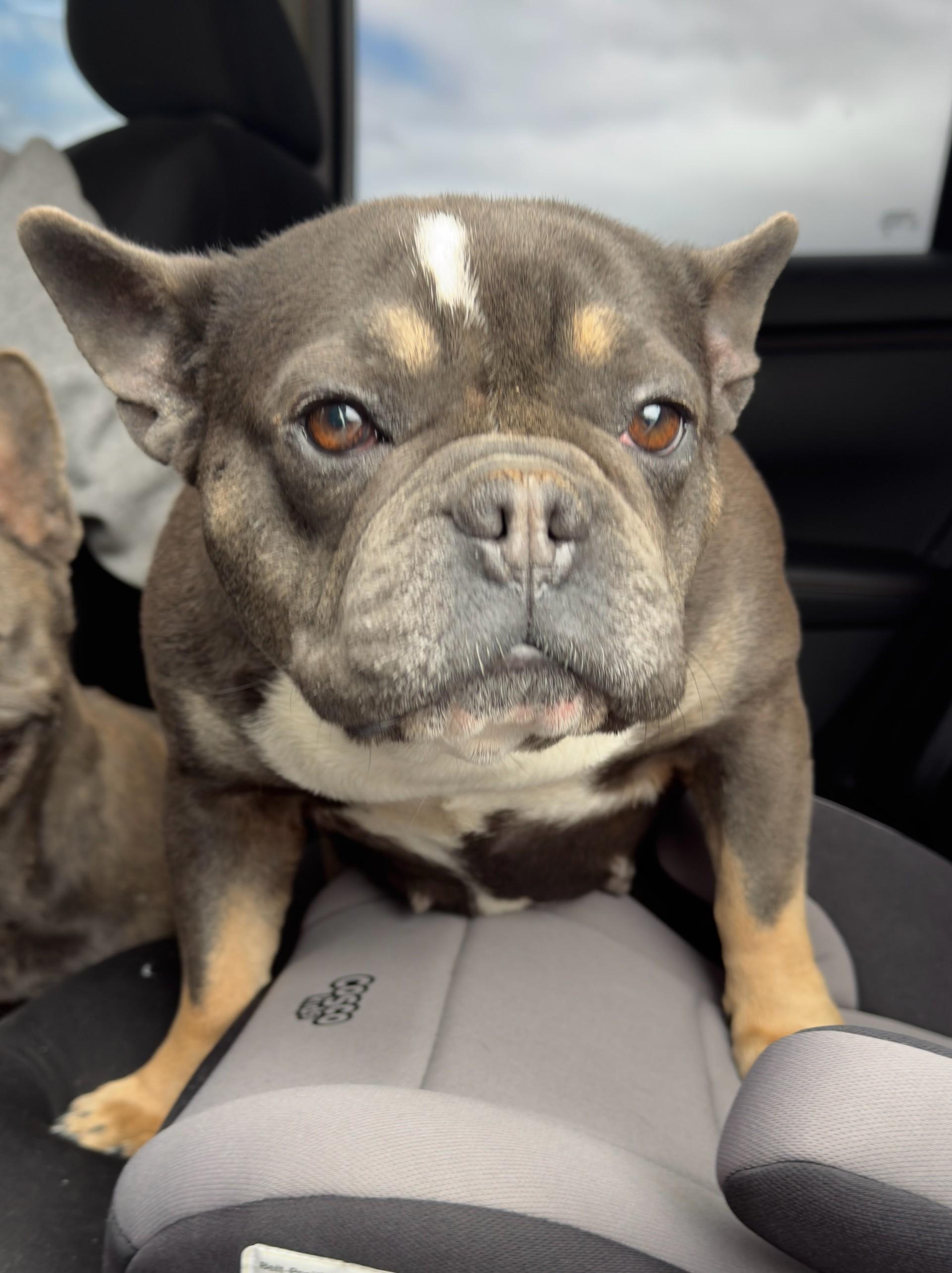 Enlarge 60580077, a other French Bulldog in Elko, NV image 1/1