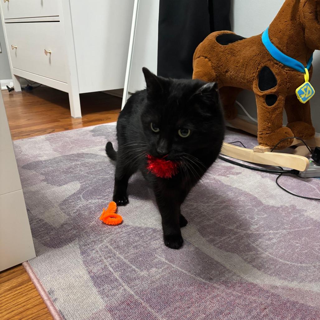 London, a Adoptable Domestic Short Hair in Chicago, IL image 1/6