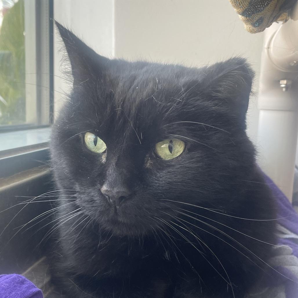 London, a Adoptable Domestic Short Hair in Chicago, IL image 2/6
