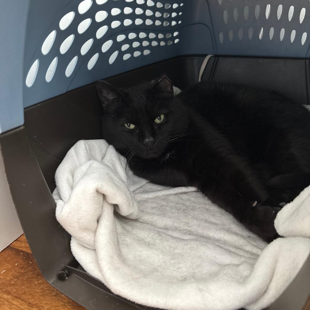 London, a Adoptable Domestic Short Hair in Chicago, IL image 4/6