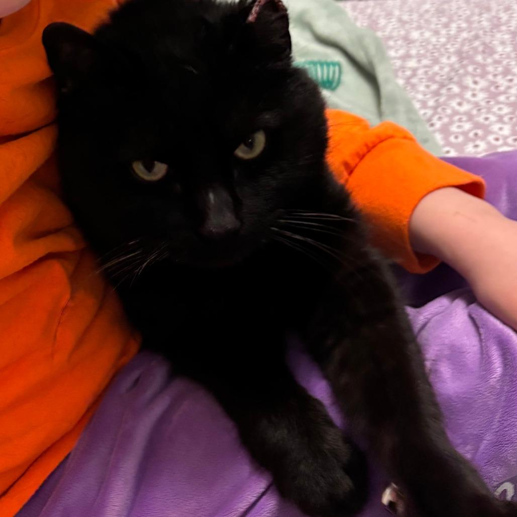 London, a Adoptable Domestic Short Hair in Chicago, IL image 5/6