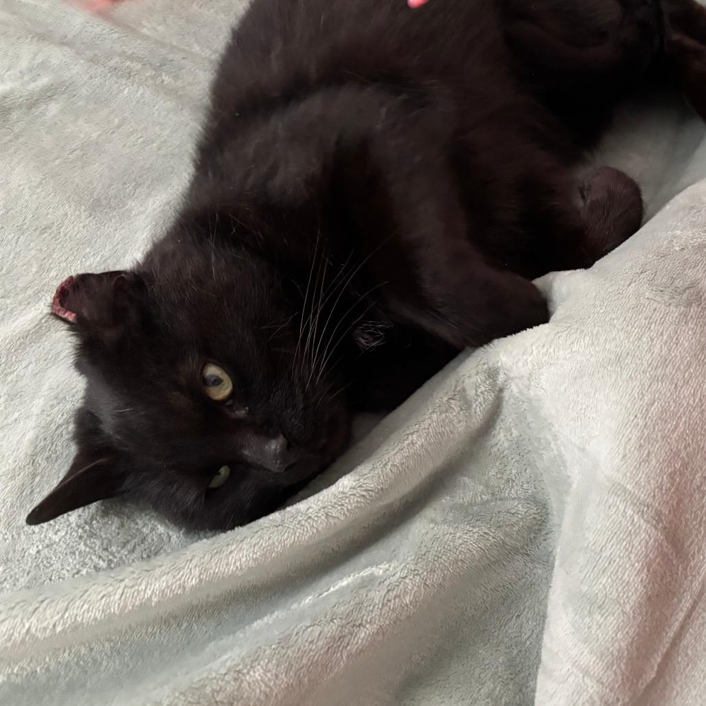 London, a Adoptable Domestic Short Hair in Chicago, IL image 6/6