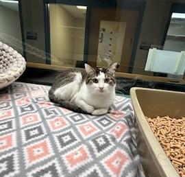 Abby, Adoptable, Adult Female Domestic Short Hair.