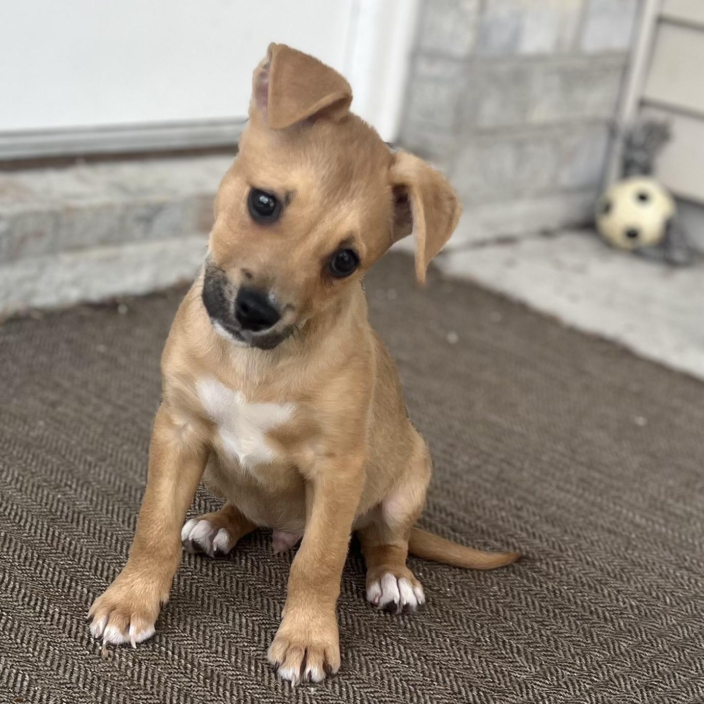Dog for adoption - Sprite, a Yellow Labrador Retriever & Terrier Mix in ...