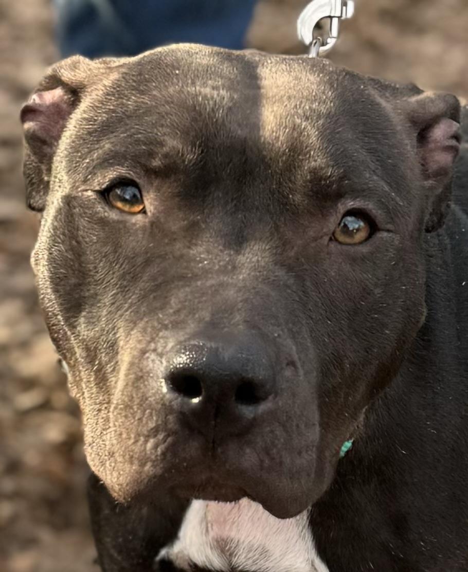 Blueberry, a Adoptable Pit Bull Terrier in Chase City, VA image 2/4
